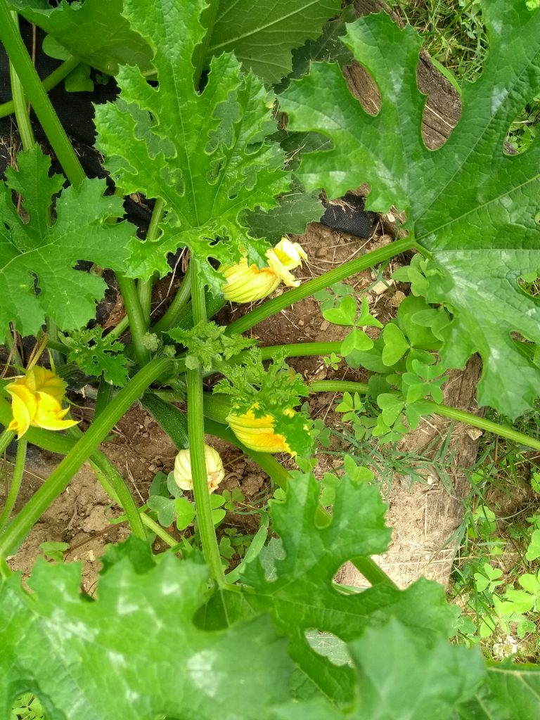 Courgettes
